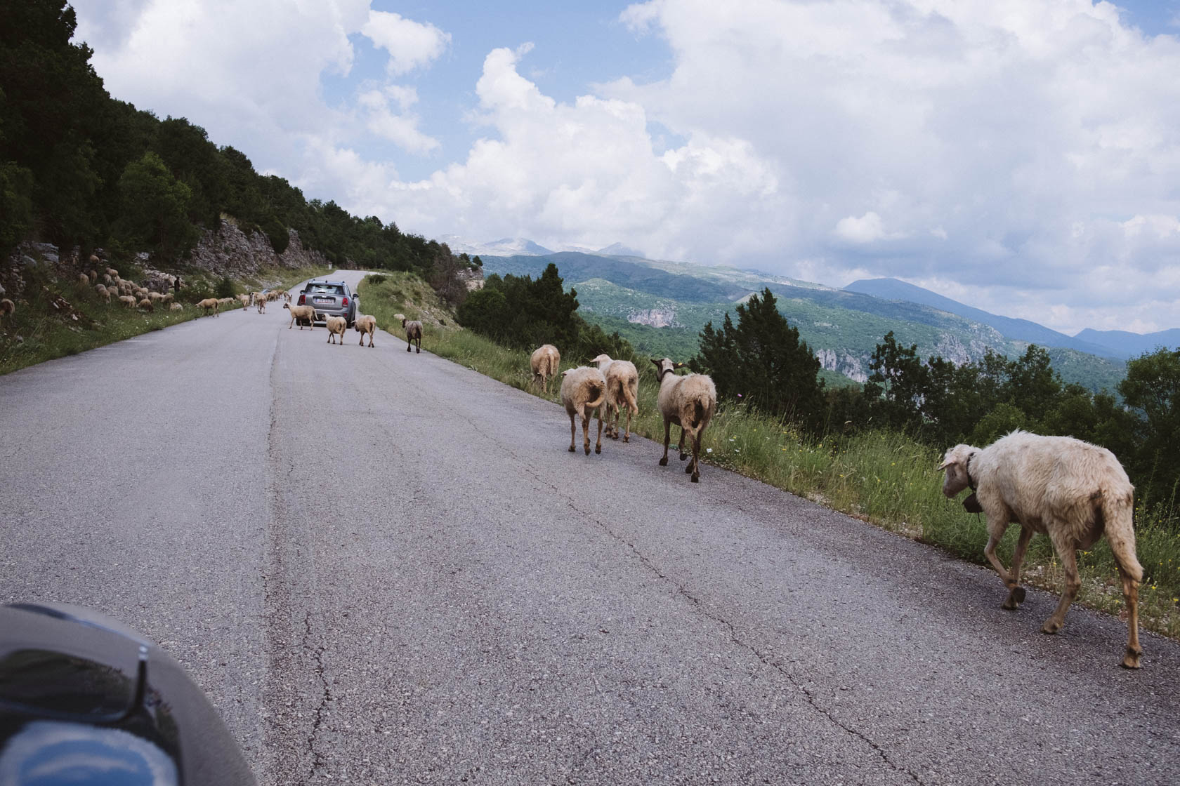 羊在路上