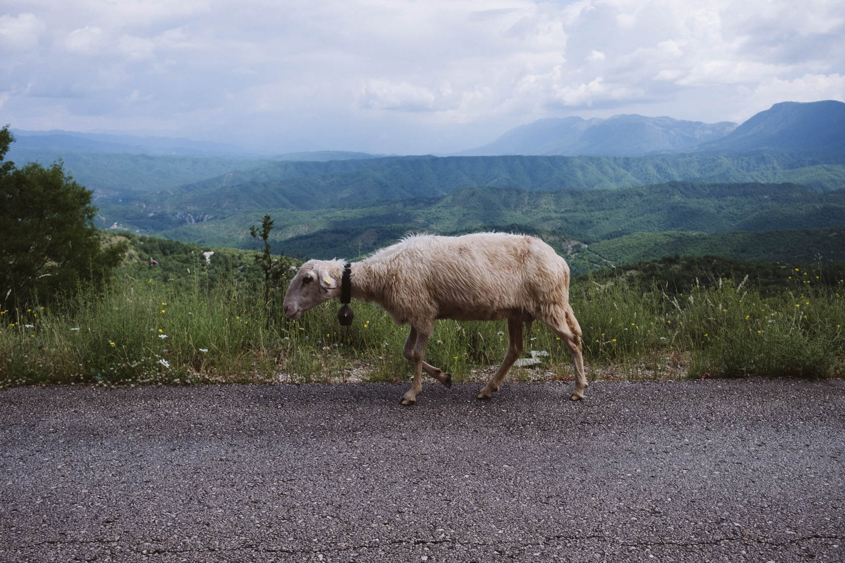 羊在路上