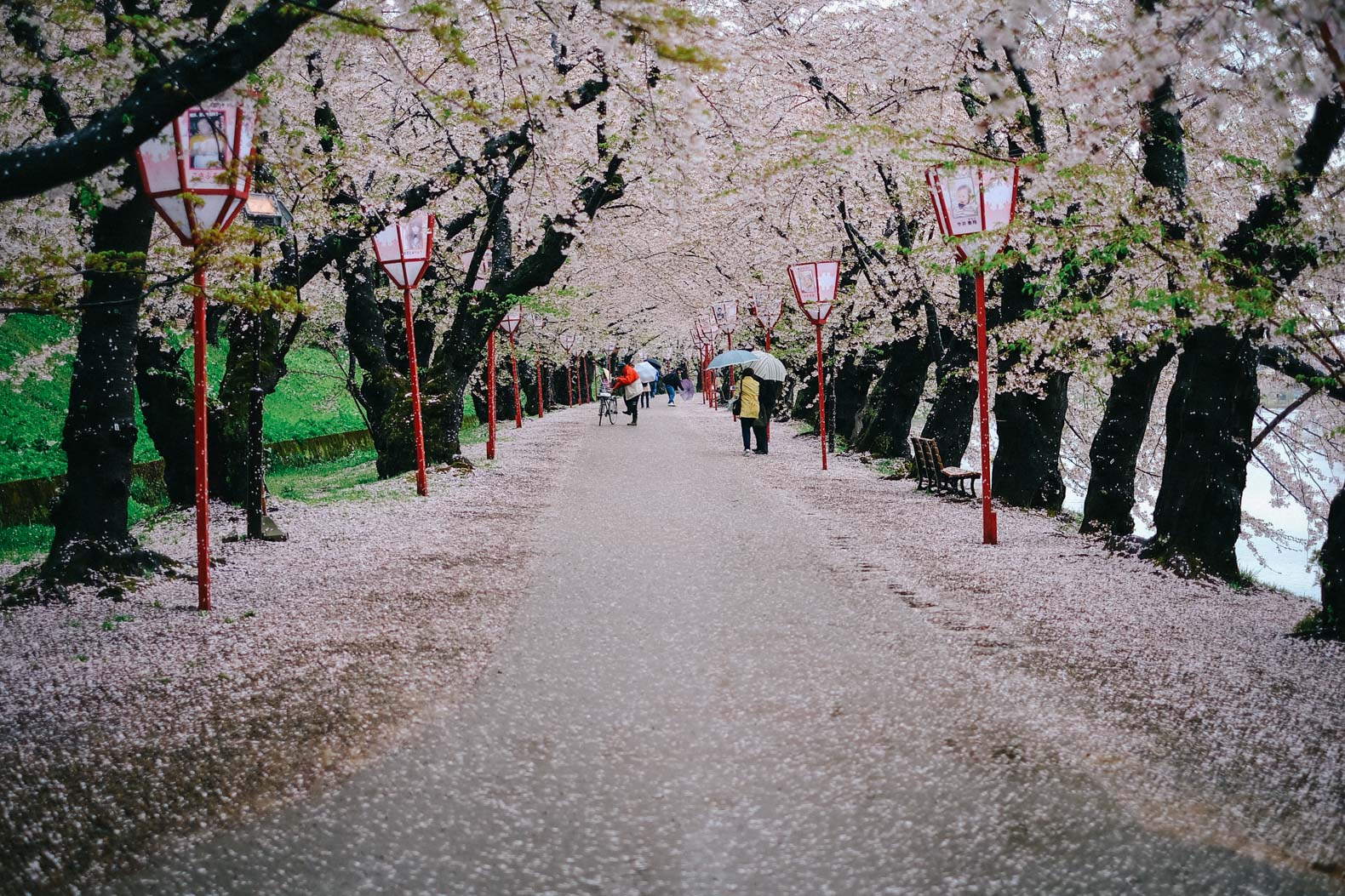日本广崎的樱花隧道。