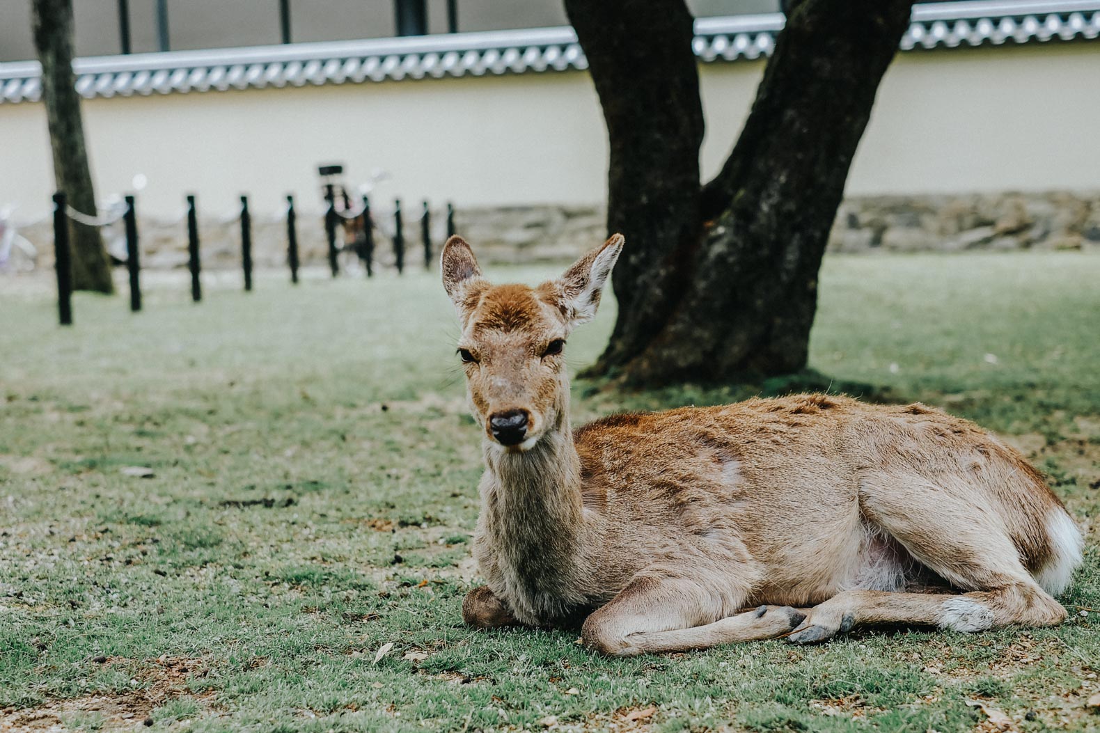 鹿在奈良
