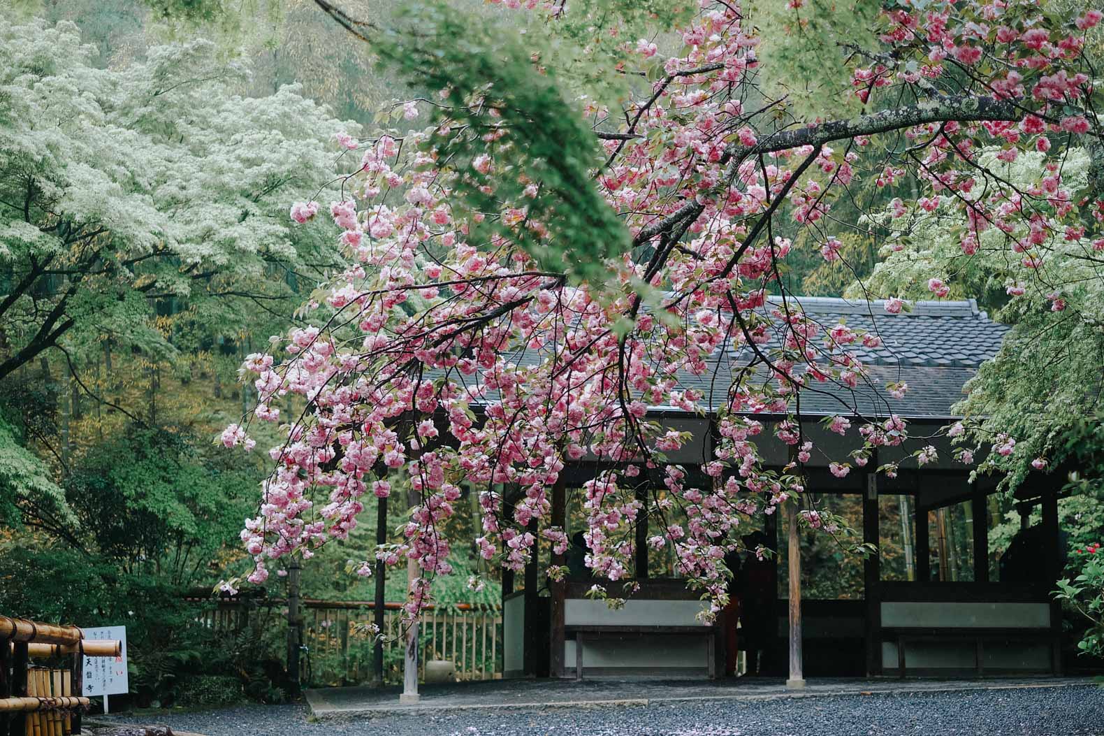 天龙寺的樱花